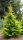 Cupressocyparis leylandii 'Castlewellan Gold' - Leylandi Ciprus