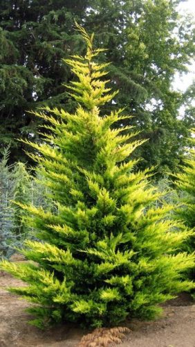 Cupressocyparis leylandii 'Castlewellan Gold' - Leylandi Ciprus