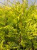 Cupressocyparis leylandii 'Castlewellan Gold' - Leylandi Ciprus