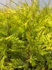 Cupressocyparis leylandii 'Castlewellan Gold' - Leylandi Ciprus 