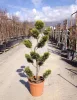 Cupressocyparis leylandii 'Castlewellan Gold' Bonsai - Leylandi Ciprus 
