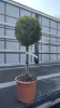 Cupressocyparis leylandii 'Castlewellan Gold' törzses - Leylandi Ciprus 