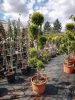 Cupressocyparis leylandii 'Castlewellan Gold' Pon pon - Leylandi Ciprus
