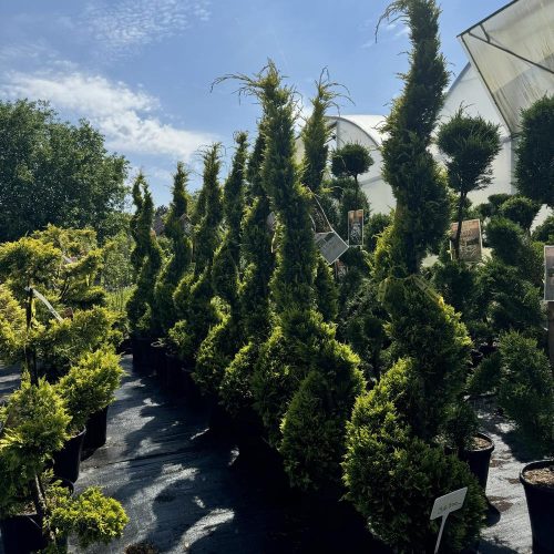 Cupressocyparis leylandii 'Castlewellan Gold' - Leylandi Ciprus - Spiral