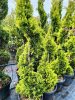 Cupressocyparis leylandii 'Castlewellan Gold' Spirale - Leylandi Ciprus