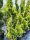 Cupressocyparis leylandii 'Castlewellan Gold' Spirale - Leylandi Ciprus