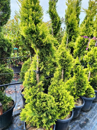 Cupressocyparis leylandii 'Castlewellan Gold' Spirale - Leylandi Ciprus