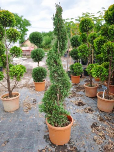 Cupressocyparis leylandii Spirale - Leylandi Ciprus