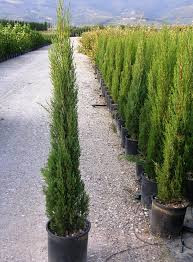 Cupressus sempervirens 'Pyramidalis' - Oszlopos olaszciprus