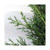 Cupressus sempervirens 'Pyramidalis' - Oszlopos olaszciprus