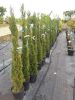 Cupressus sempervirens 'Pyramidalis' - Oszlopos olaszciprus