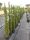 Cupressus sempervirens 'Pyramidalis' - Oszlopos olaszciprus