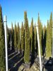 Cupressus sempervirens 'Pyramidalis' - Oszlopos olaszciprus