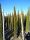 Cupressus sempervirens 'Pyramidalis' - Oszlopos olaszciprus