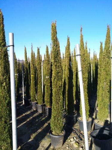 Cupressus sempervirens 'Pyramidalis' - Oszlopos olaszciprus