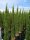 Cupressus sempervirens 