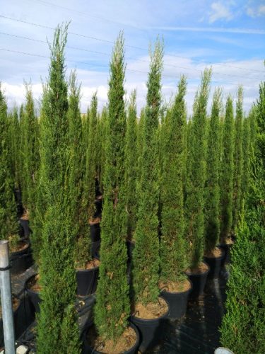 Cupressus sempervirens 