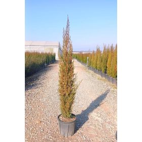   Cupressus sempervirens 'Pyramidalis'- Európai ciprus