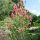 Callistemon viminalis 'Inferno' - kefevirág