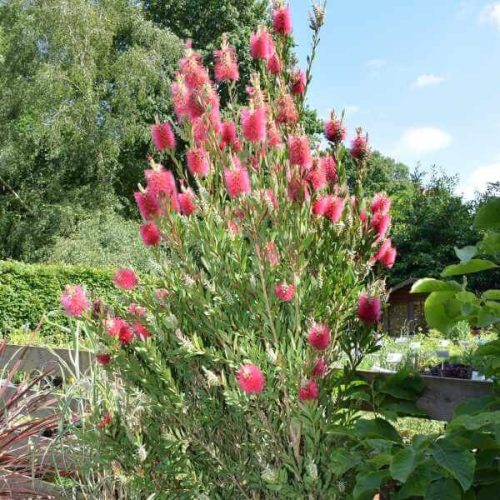Callistemon viminalis 'Inferno' - kefevirág