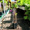 Clematis Viticella 'Polish Spirit' - Klematisz