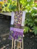 Clematis Viticella 'Polish Spirit' - Klematisz