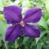 Clematis Viticella 'Polish Spirit' - Klematisz