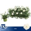 Carnation white -  Szegfű