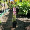 Clematis 'Warszawska Nike' - Klematisz