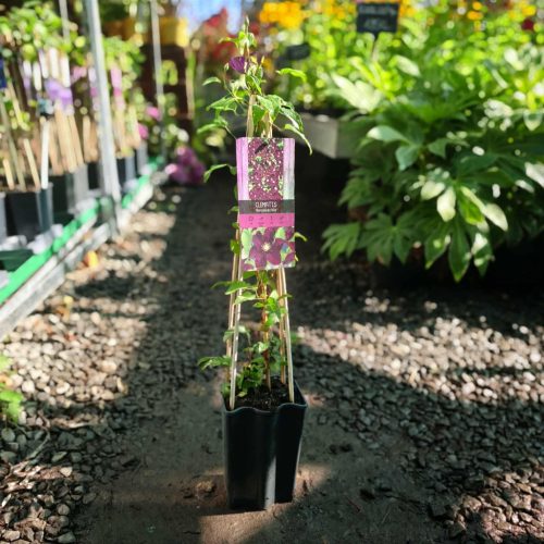Clematis 'Warszawska Nike' - Klematisz