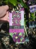 Clematis 'Warszawska Nike' - Klematisz