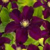 Clematis 'Warszawska Nike' - Klematisz