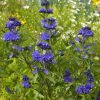 Caryopteris X Clandonensis 'Heavenly blue' - Kékszakáll