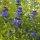 Caryopteris X Clandonensis 'Heavenly blue' - Kékszakáll