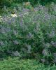 Caryopteris X Clandonensis 'Heavenly blue' - Kékszakáll