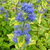 Caryopteris x clandonensis 'Summer Sorbet' – Sárga-tarka levelű kékszakáll