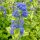 Caryopteris x clandonensis 'Summer Sorbet' – Sárga-tarka levelű kékszakáll