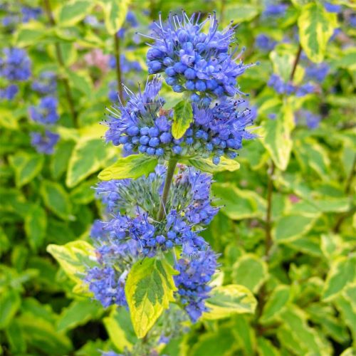 Caryopteris x clandonensis 'Summer Sorbet' – Sárga-tarka levelű kékszakáll