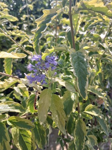 Caryopteris x clandonensis 'Summer Sorbet' – Sárga-tarka levelű kékszakáll
