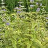 Caryopteris x clandonensis 'Summer Sorbet' – Sárga-tarka levelű kékszakáll