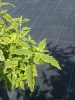 Caryopteris x clandonensis 'Summer Sorbet' – Sárga-tarka levelű kékszakáll