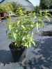 Caryopteris x clandonensis 'Summer Sorbet' – Sárga-tarka levelű kékszakáll