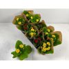 Pompás papucsvirág - Calceolaria x herbeohybrida