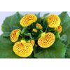 Pompás papucsvirág - Calceolaria x herbeohybrida