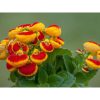 Pompás papucsvirág - Calceolaria x herbeohybrida