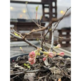   Chaenomeles x superba 'Etna' - Piros virágú japánbirs