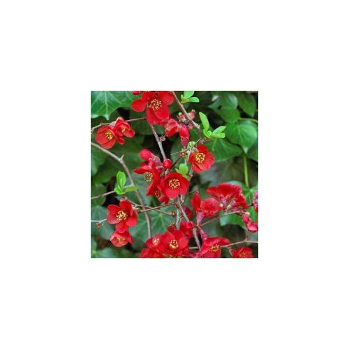 Chaenomeles x superba 'Etna' - Piros virágú japánbirs
