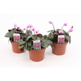 Cyclamen Coum - Kerti ciklámen