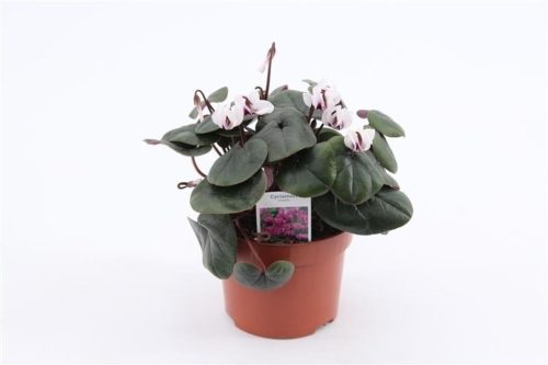 Cyclamen Coum - Kerti ciklámen
