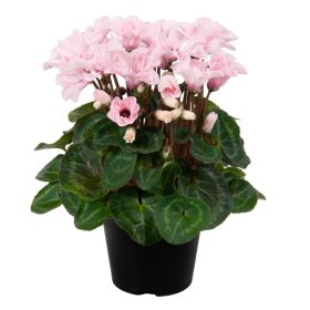   Cyclamen persicum "Illusia"  - Perzsa ciklámen / szobaciklámen